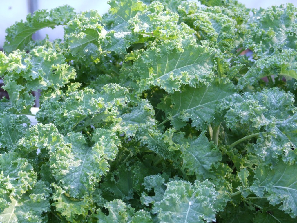 Can you grow kale in aquaponics Global and Regional Vertical Farming Markets Analysis Report 201-2026 with North America Dominating